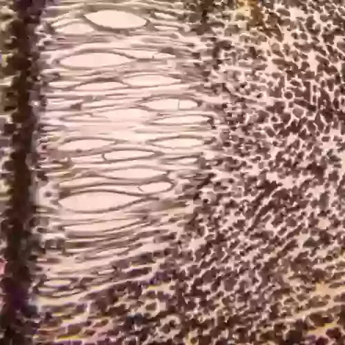 Projection: Melted Plastic